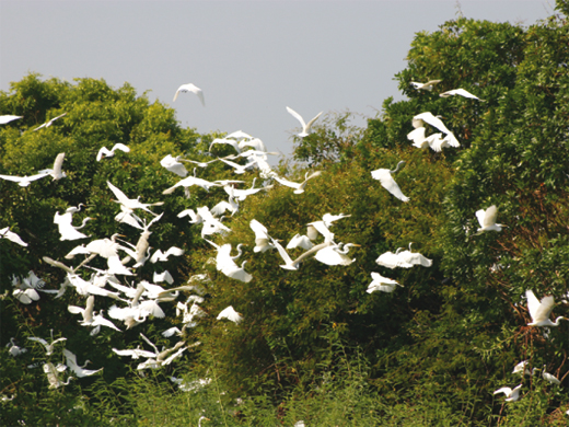 Tour the Prek Toal Bird Sanctuary, Tonle Sap Lake - SIC